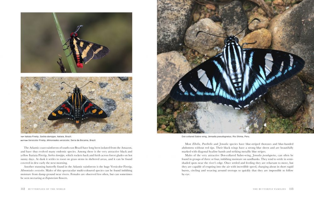 Butterflies Of The World