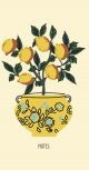 Note List Lemon Pot