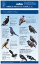 Urban Birds of Australia
